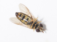 Eupeodes americanus