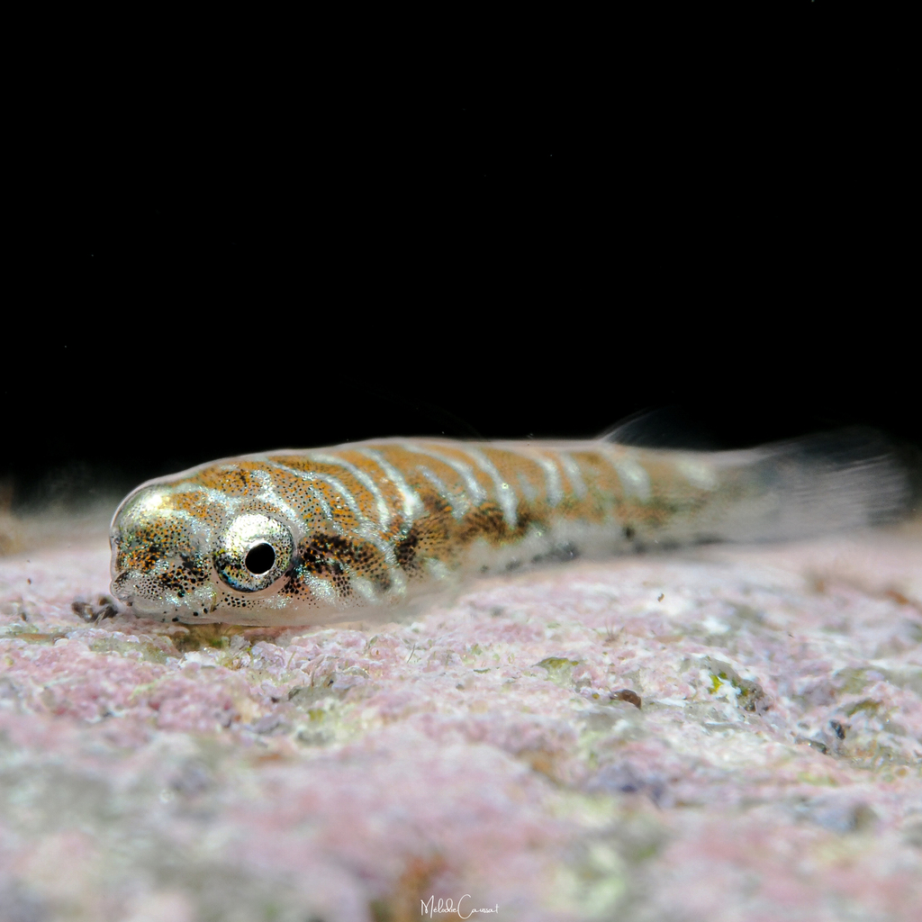 Antillean Clingfish
