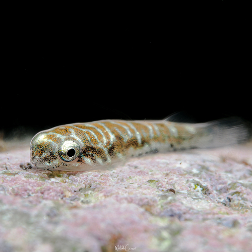 Tomicodon rhabdotus