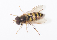 Eupeodes americanus