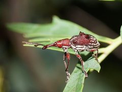 Eurhynchus quadridens