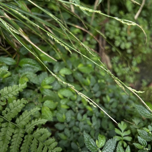 Carex dolichostachya iNat (3)