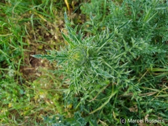 Cirsium eriophorum