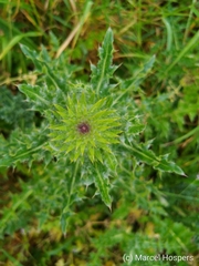 Cirsium eriophorum