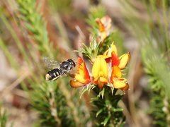 Megachile leucopyga