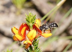 Megachile leucopyga