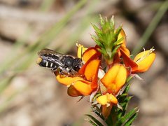 Megachile leucopyga