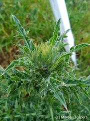 Cirsium eriophorum