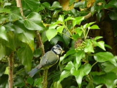 Cyanistes caeruleus