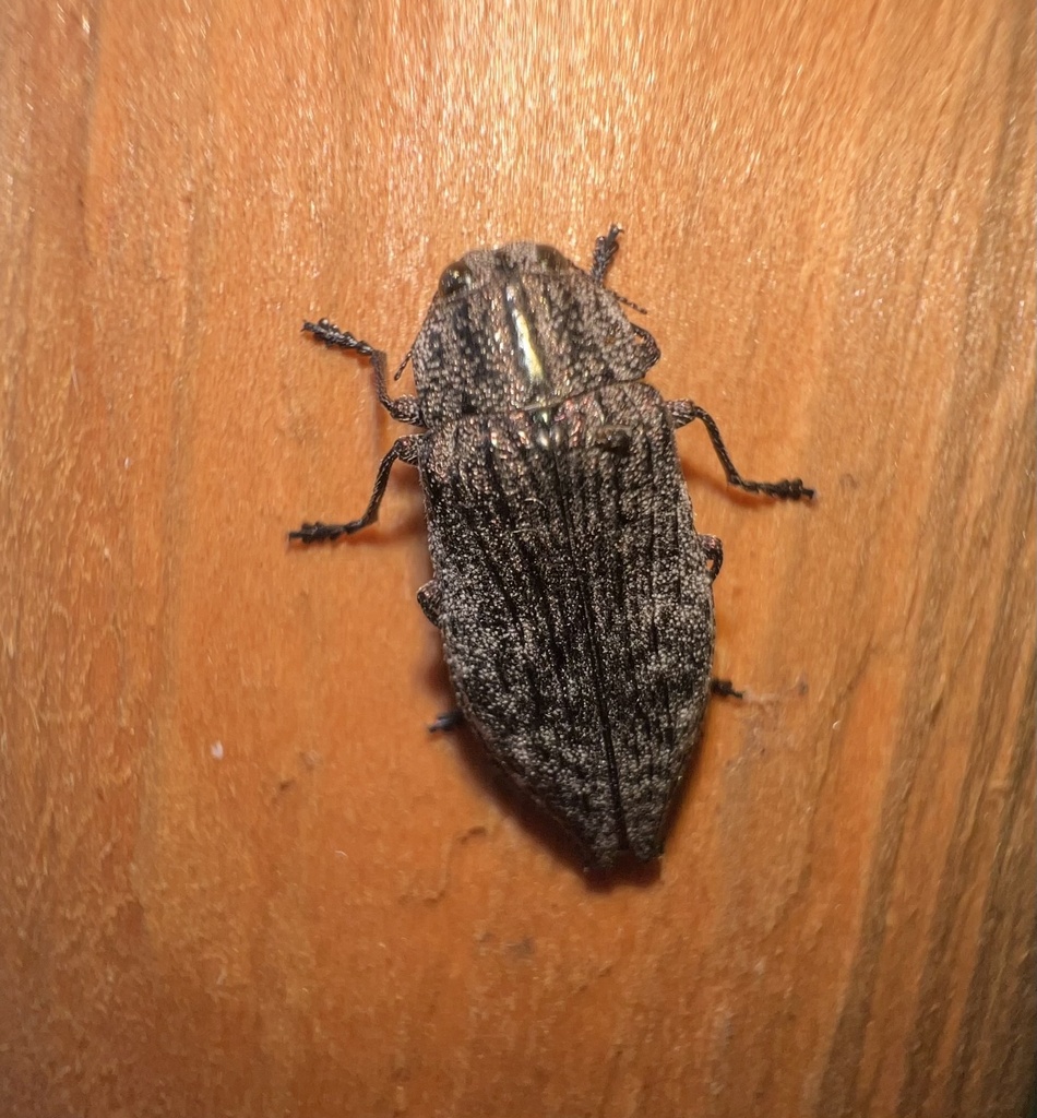 Poecilonota fraseri