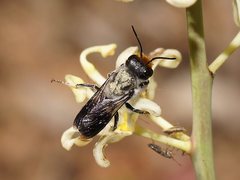 Megachile lucidiventris
