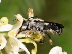 Megachile lucidiventris