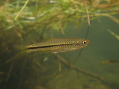 Chinese Rasbora photo 2