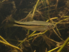 Chinese Rasbora photo 3