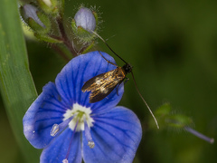 Cauchas fibulella