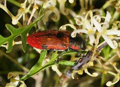 Temognatha variabilis