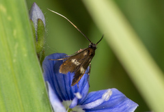 Cauchas fibulella