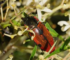 Temognatha variabilis