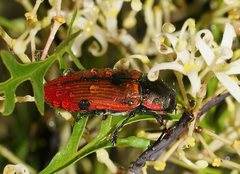 Temognatha variabilis