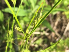 Juncus interior