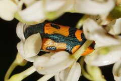 Castiarina scalaris