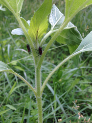 Rhodobaenus tredecimpunctatus