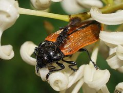 Castiarina erythroptera