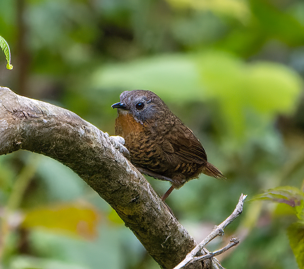 Rufous-throated Wren-Babbler photo