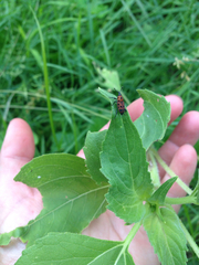 Rhodobaenus tredecimpunctatus