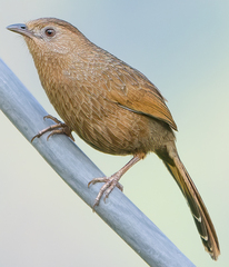 Bhutan Laughingthrush photo 2