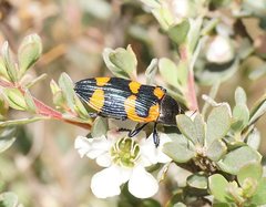 Castiarina thomsoni