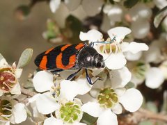 Castiarina thomsoni