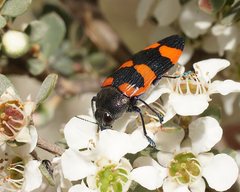 Castiarina thomsoni