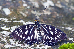 Euripus nyctelius