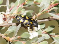 Castiarina octospilota