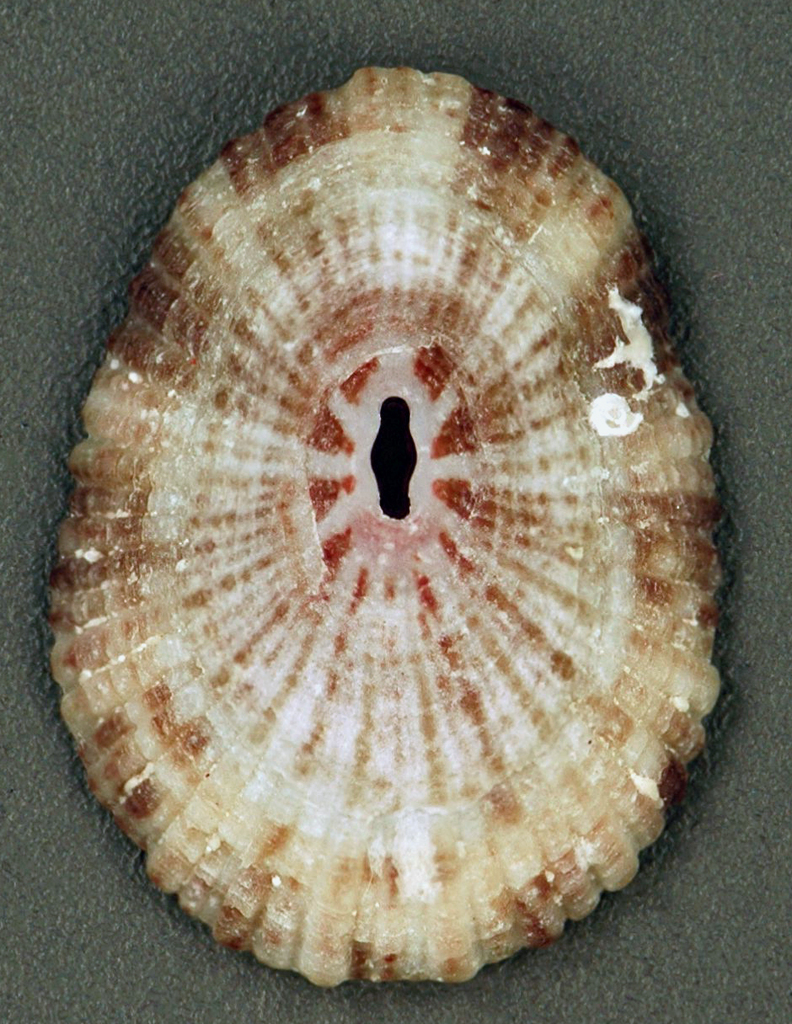 Wobby Keyhole Limpet