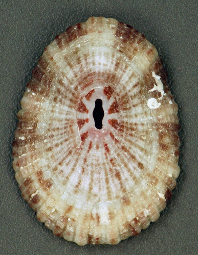 Wobbly Keyhole Limpet