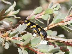 Castiarina octospilota