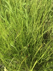 Juncus interior