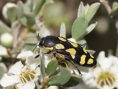 Castiarina octospilota