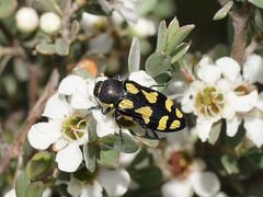 Castiarina octospilota