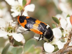 Castiarina bremei