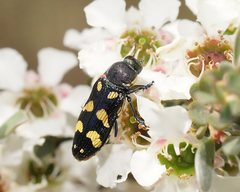 Castiarina octospilota