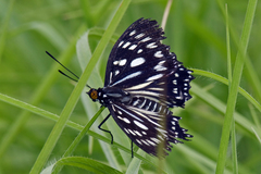 Euripus nyctelius