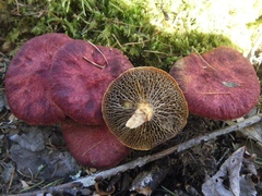 Suillus paluster