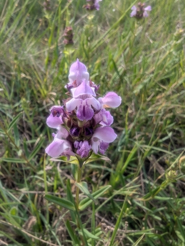 Prunella hyssopifolia (Prunella hyssopifolia)