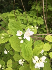 Philadelphus coronarius