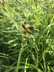 Carex shortiana