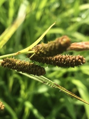 Carex shortiana