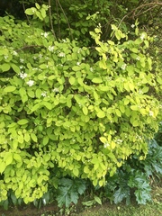 Philadelphus coronarius